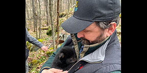 During bear den visits, DNR staff hold cubs to keep them warm while biologists and veterinarians tag and evaluate the sow. Photo by AJ Metcalf, Maryland Department of Natural Resources.