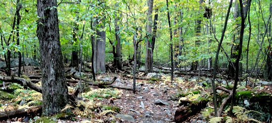Rocky trail at Deep Creek