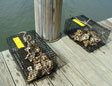 Two oyster cages full of oysters sitting on a pier.