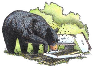 Color illustration by Wade henry of Black Bear eating honey from a bee hive that bear has just destroyed