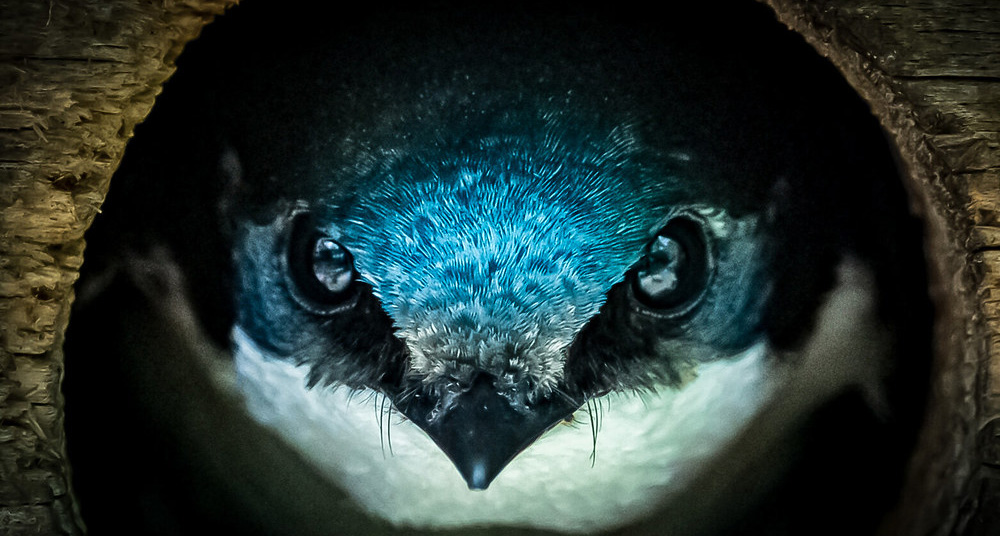 Detail of a swallow looking out of a birdhouse