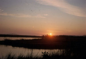 Sun setting on the forested marshes of the family property