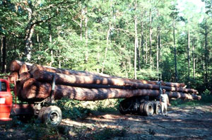 The logging truck