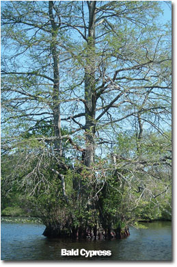 a photo of a Bald Cypress tree