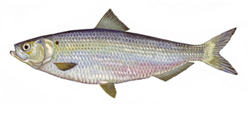 Illustraction of a Hherring.