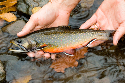 Person holding a brook trout in their hands.