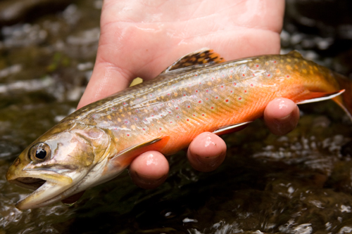 Brook trout in a person's hand.
