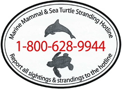 Marine Mammal Stranding