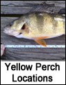 Yellow Perch Data