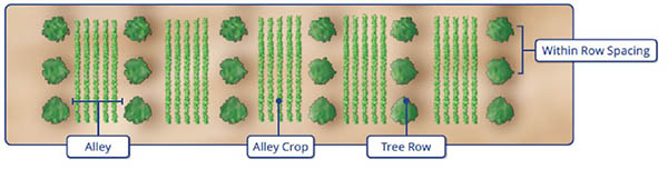 Alley Cropping Illustration courtesy of USDA National Agroforestry Center