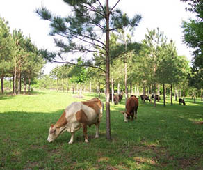 Cattle courtesy of USDA National Agroforestry Center