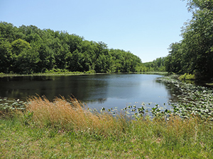 Fishing Pond in Cedarville State Forest