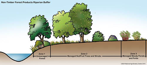 Riparian Forest Buffer Illustration courtesy of USDA National Agroforestry Center