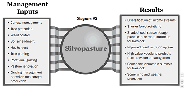 Silvopasture-Diagram_USDA-National-Agroforestry-Center.png