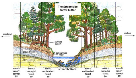 A prime example of a streamside buffer and how it functions.