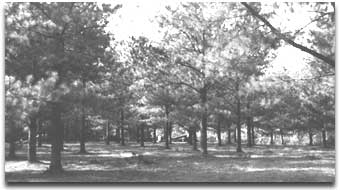 a loblolly pine orchard