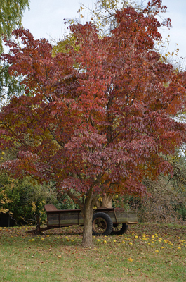 Tree with red leaves and a wooden wagon sitting behind it.
