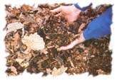 [Picture of a person holding dirt from the forest floor, showing the many things that can be found in the mix.]