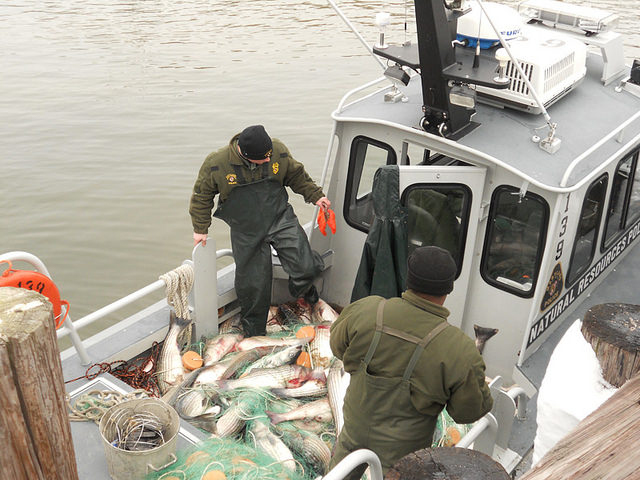 Two NRP officers looking at illigally caught fish on their boat.