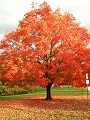 Tree with red leaves image