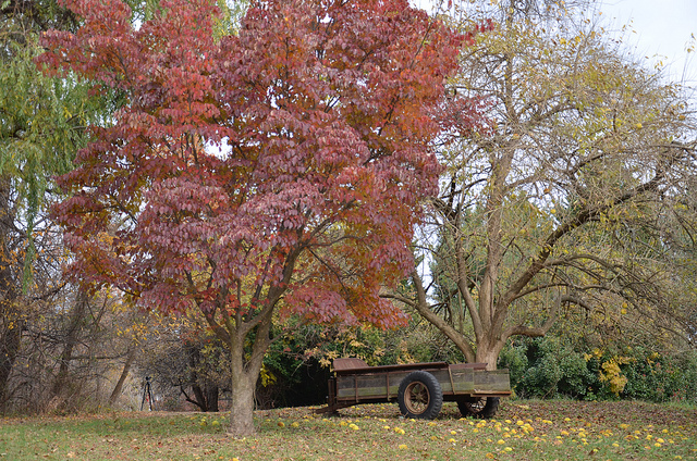 A wagon sitting in a filed by tree in the fall.