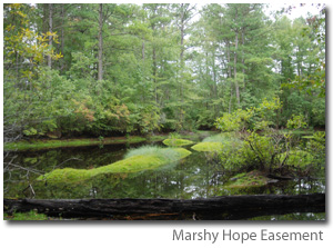Photo of Marshy Hope Easement