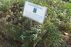 Sensory herb garden