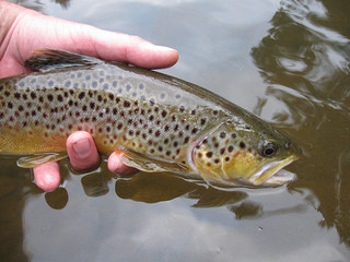 Youghiogheny River Brown Trout