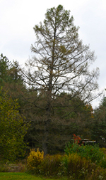 Eastern larch tree at the fomer Sines  family home place in Garrett County