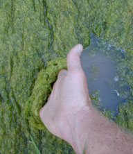 Photo of man hold algae.
