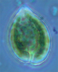 Photo of Chloromorum toxicum