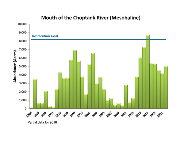 Mouth of the Choptank River (Mesohaline)