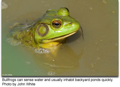 Bullfrogs can sense water and usually inhabit backyard ponds quickly by: John White
