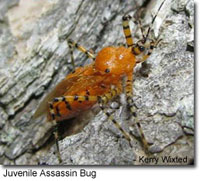 Juvenile Assassin Bug photo by Kerry Wixted