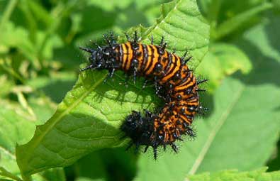 Baltimore checkerspot caterpillar by Jen Selfridge