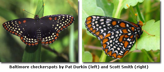 Baltimore checkerspots by Pat Durkin (left) and Scott Smith (right)