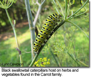 Black swallowtail caterpillar feeding on herb - photo by Lynn Davidson