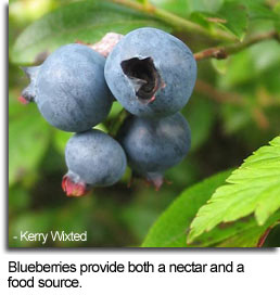 Blueberries provide both a nectar and a food source - Photo by Kerry Wixted
