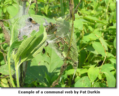 Example of a communal web by Pat Durkin