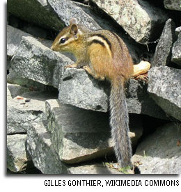 Eastern Chipmunk, photo by Gilles Gonthier, Wikimedia Commons