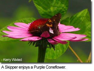 A Skipper enjoys Purple Coneflower - Photo by Kerry Wixted