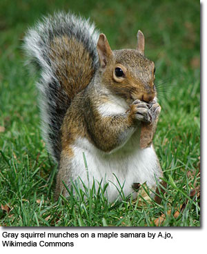 Gray squirrel munches on a maple samara by A.jo, Wikimedia Commons 