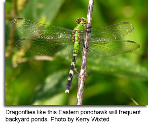 Eastern pondhawk dragonfly, photo by Kerry Wixted