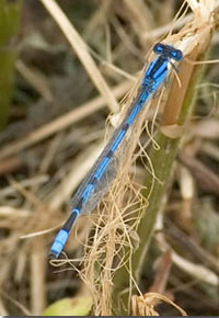 Male familiar blue, Photo by Richard Orr