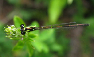 Male fragile forktail, photo by Kerry Wixted