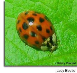 Lady Beetle photo by Kerry Wixted