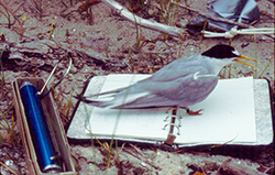 Least Tern Adult Taking Notes, photo by Dave Brinker