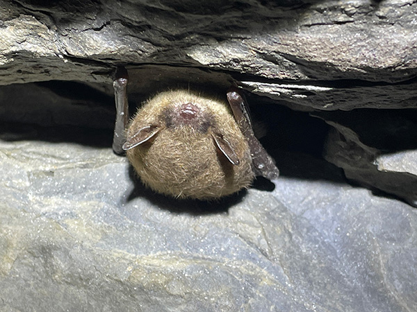 Little Brown Bat by DNR Biologist Megan Zagorski