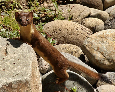 Long-tailed weasel by Keith and Kasia Moore, Flickr CC BY-SA 2.0