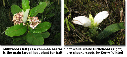 Milkweed (left) is a common nectar plant while white turtlehead (right) is the main larval host plant for Baltimore checkerspots by Kerry Wixted 